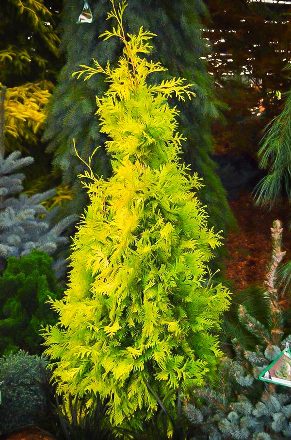 Yellow Ribbon